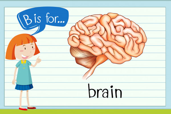 kids brain 1 - آموزش زبان کودکان